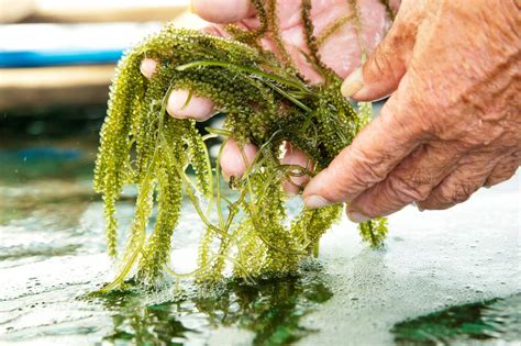 海葡萄 日文|沖繩、平安座島｜海的寶石・海葡萄養殖場的人情味（ 